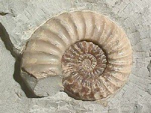 The power of the ammonite is in its history and its spirals