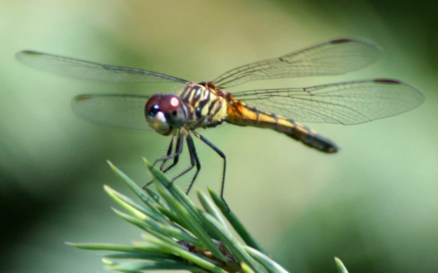 Capturing the essence of the dragonfly in handcrafted jewelry