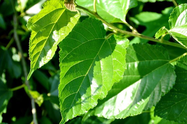 What leaves and trees represent in handcrafted jewelry