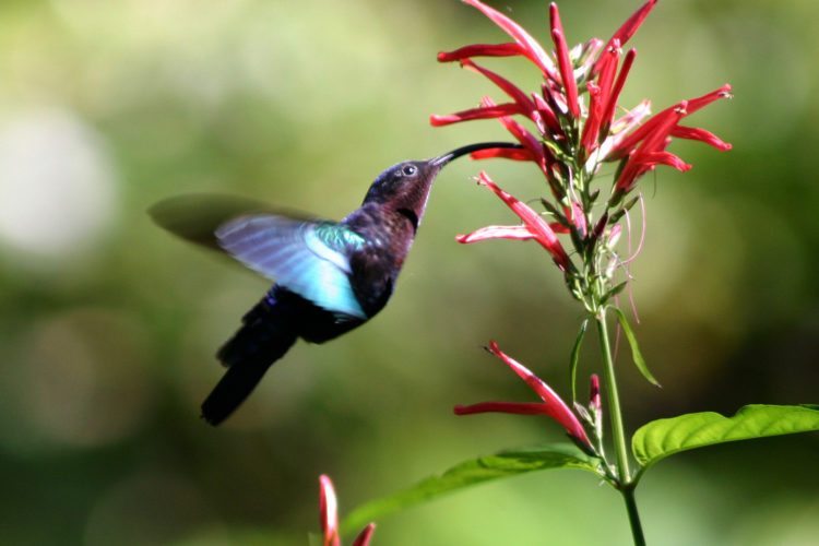 Handcrafted jewelry captures the hummingbird spirit 