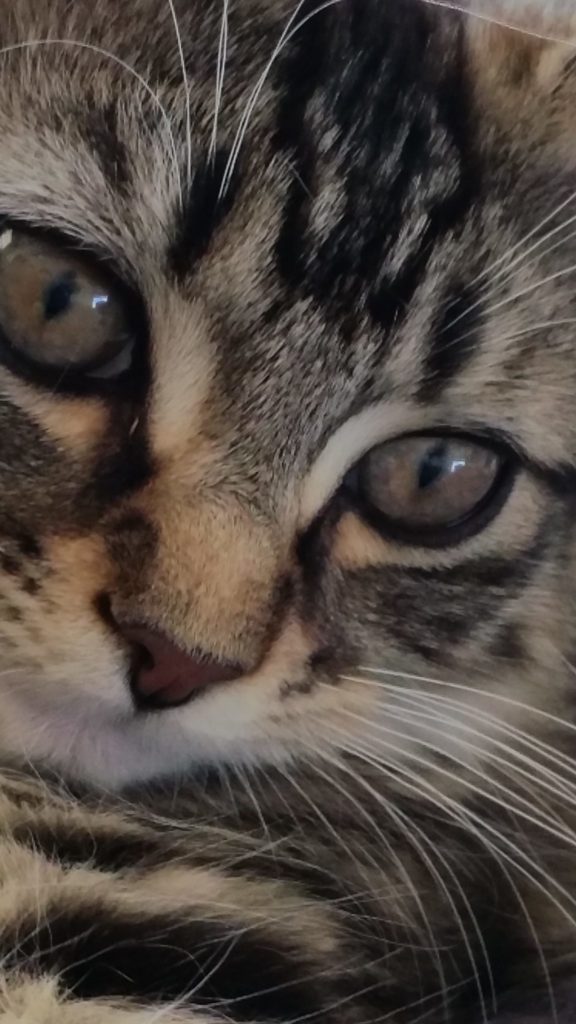 Healing our pets with blue gemstones and crystals