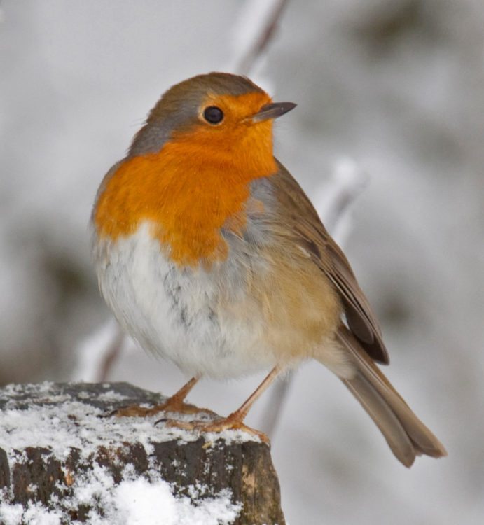 How does the robin inspire us to be patient, strong and compassionate?