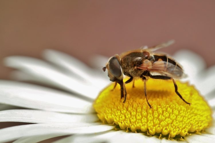 The power of the busy bee in handcrafted jewelry